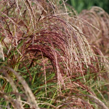 Picture for category Grasses
