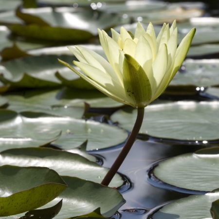 Picture for category Aquatic plants