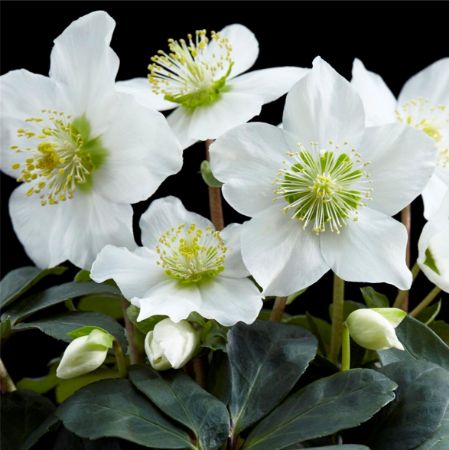 Picture for category Helleborus