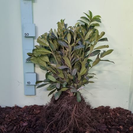 Picture for category Rootstock hedging plants