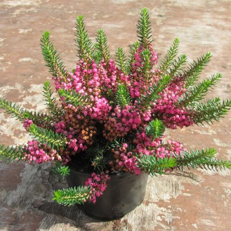 Picture for category Looking good just now!