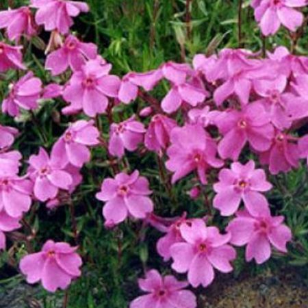 Picture for category Perennials