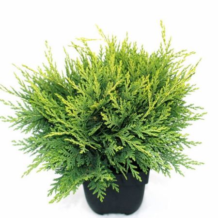 Picture for category Conifers C2