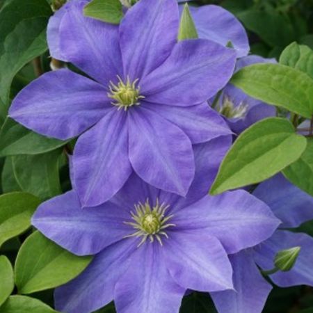 Picture for category Climbing vines