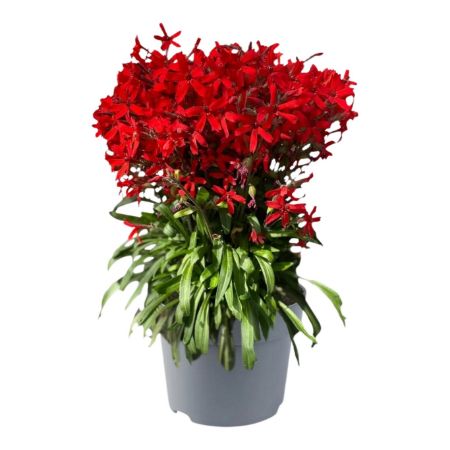 Picture for category This is now visual!