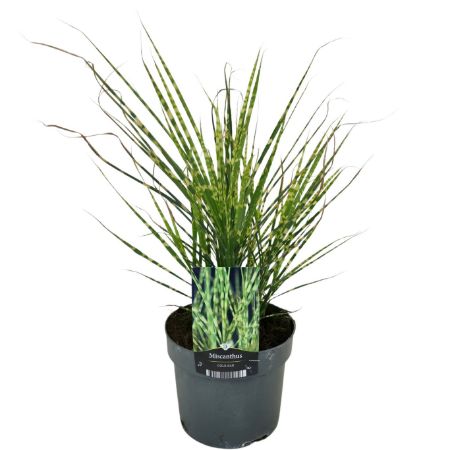 Picture for category Grasses