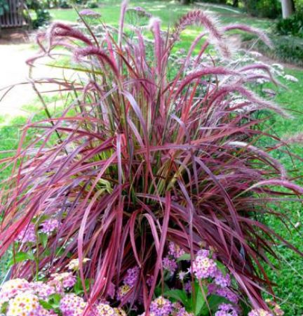 Picture for category Grasses