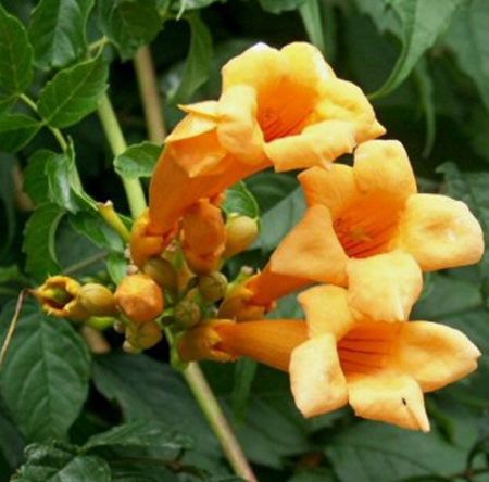 Picture for category Climbing vines