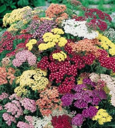 Picture for category Perennials