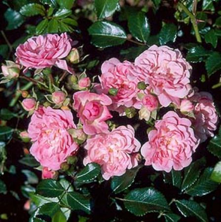 Picture for category Roses