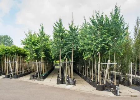 Picture for category Avenue trees