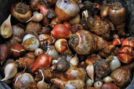 Picture for category Bulbs