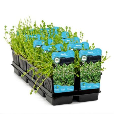 Picture for category Aquatic plants