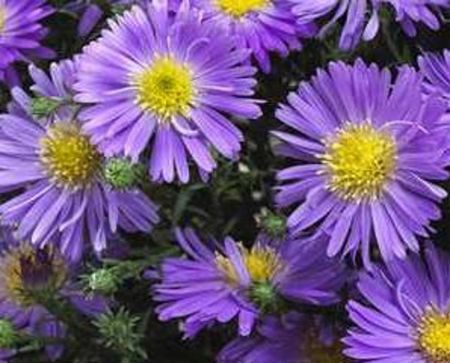 Picture for category Perennials