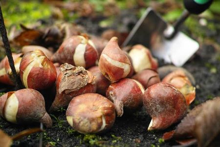 Picture for category Bulbs