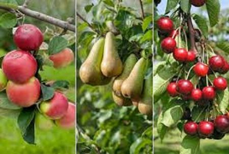 Image de la catégorie Fruits